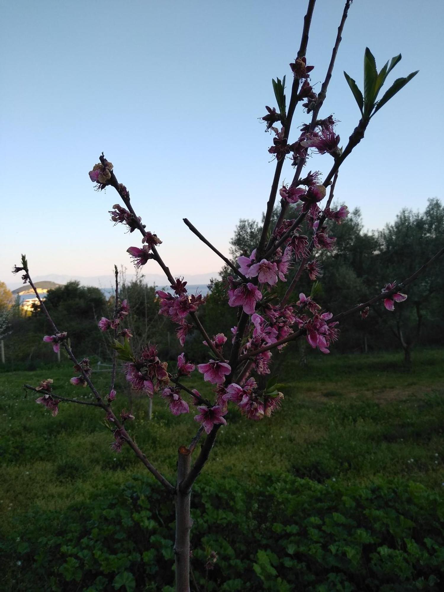 Martha'S Villa Nea Iraklitsa 외부 사진